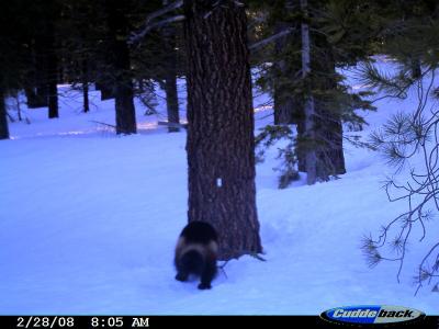 Are Wolverines Back In California?
